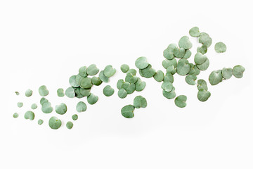 pattern texture with green leaves eucalyptus isolated on white background. lay flat, top view