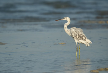 Western reef heron white morphed at Busaiteen coast of Bahrain 