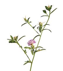 Iberian knapweed or Iberian star-thistle isolated on white, Centaurea iberica