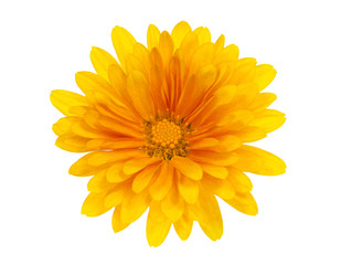 Single yellow flower of chrysanthemum isolated on white
