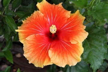hibiscus flower in the garden