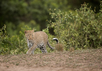 Fototapeta na wymiar Leopard coming out from the bushes at Masai Mara, Kenya