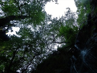 sun through trees and some water