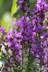 Bright magical pink and purple flowers on a sunny green background. Wild pink flowers close up. Lythrum salicaria or purple-loosestrife or purple loosestrife or The Beast or Purple Tide. 
