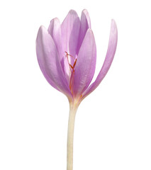 Single flower of autumn crocus isolated on white, Colchicum autumnale 