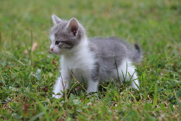 Naklejka na ściany i meble Little cute fluffy gray kitten in green grass on a summer day. Portrait of a kitten in nature.