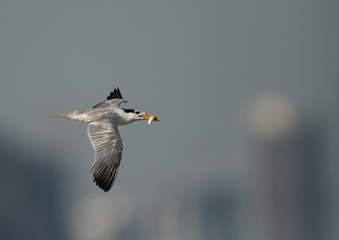 Greater crested tern with fish at Busaiteen coast, Bahrain
