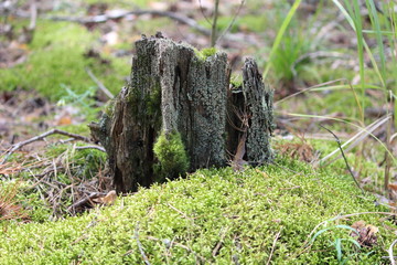 A colorful mossy tree stump on a sunny day in a pine forest. Green moss covers the ground. Beautiful green forest landscape.