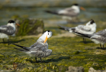 Greater crested terns at Busaiteen coast, Bahrain