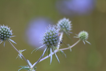 Blue Eryngo or Eryngium planum. Spiky spherical flowers in bright blue on a blurred background. Wild flowers close-up. Forest landscape with flowers.