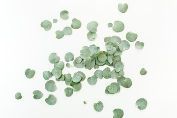 pattern texture with green leaves eucalyptus isolated on white background. lay flat, top view