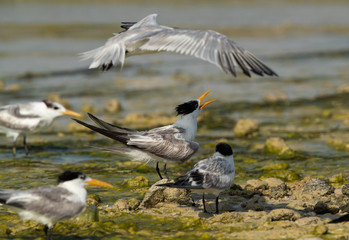 Greater crested terns at Busaiteen coast, Bahrain