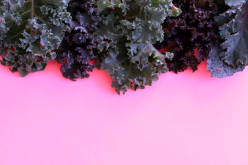 Kale cabbage on a pink background close-up.