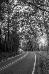 Fototapeta premium road in the woods