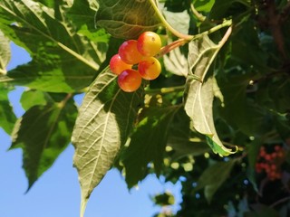 red berries on a branch