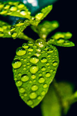 water drops on green leaf