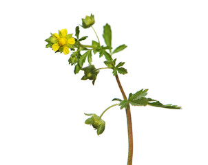 Yellow flower of Bushy Cinquefoil isolated on white, Potentilla supina - obrazy, fototapety, plakaty
