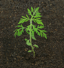 Young ragweed plant in soil, Ambrosia artemisiifolia