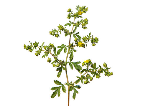Bushy Cinquefoil blooming plant isolated on white, Potentilla supina
