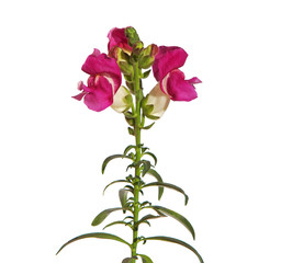 Snapdragon flower isolated on white background, Antirrhinum majus
