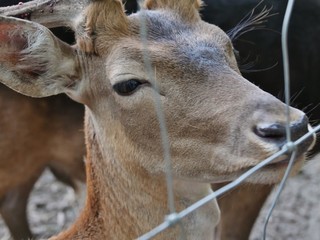 Reh und Hirsch hinter Zaun
