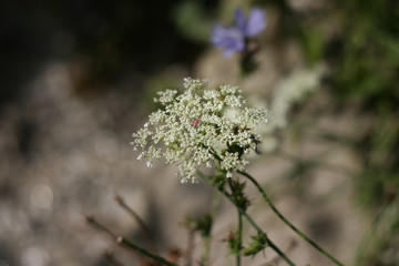 Pimpernel saxifrage (pimpinella saxifraga)