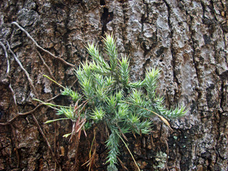 Tillandsia on tree trunk (Tillandsia tricholepis)