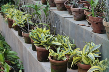 plants in pots in a greenhouse