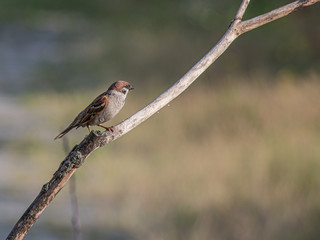 A sparrow sits on a dry branch in the summer in the garden.