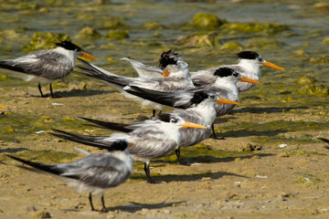 Fototapeta premium Greater crested terns at Busaiteen coast, Bahrain
