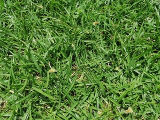 green grass background