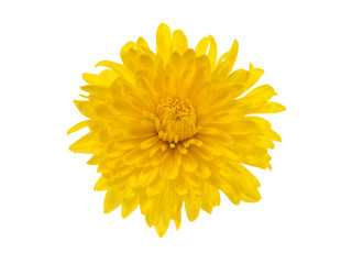Single yellow chrysanthemum flower isolated on white