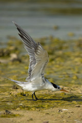 Greater crested tern at Busaiteen coast, Bahrain