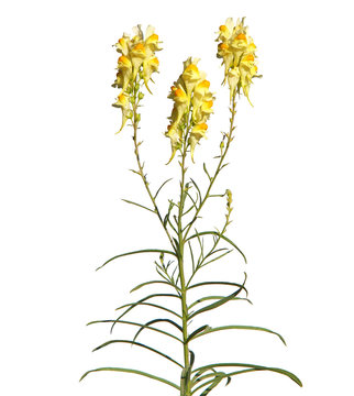 Yellow flowers of toadflax isolated on white, Linaria vulgaris
