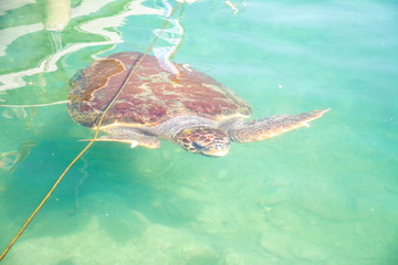 Schildkröte Carrera in Chania Hafen 