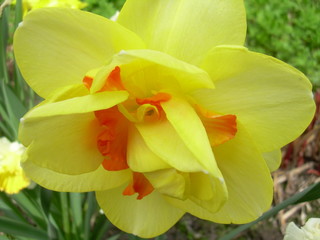 yellow orchid on green