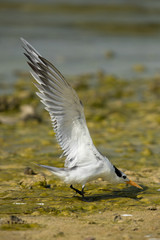 Greater crested tern at Busaiteen coast, Bahrain