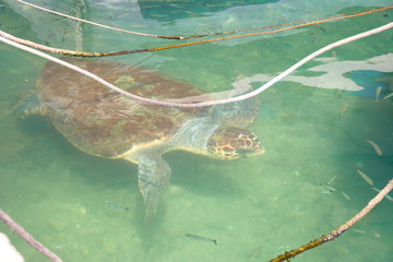 Schildkröte Carrera in Chania Hafen 