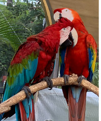blue and yellow macaw
