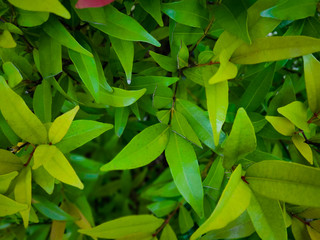 green leaves background