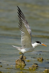 Greater crested tern at Busaiteen coast, Bahrain