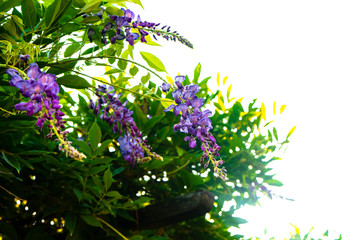 beautiful garden flowers, purple color garden flowers