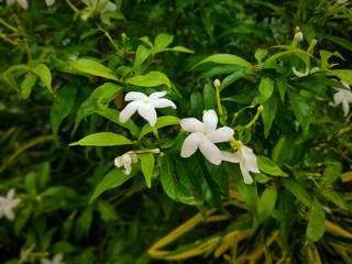 lily of the valley in spring