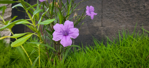 Ruellia simplex in the park. wild flowers are purple
