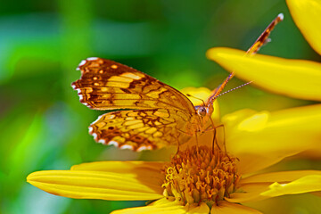 Painted Lady Butterfly pollinates a yellow flower