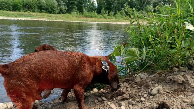 Two similar looking wet redbone coonhound dogs after crossing Sola riv