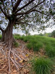 Higuera estranguladora de florida, Ficus, comunmente conocida como Higuer&oacute;n, o Higuera dorada, Parque La Marjal, Alicante, Spain