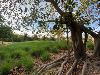Fototapeta premium Higuera estranguladora de florida, Ficus, comunmente conocida como Higuerón, o Higuera dorada, Parque La Marjal, Alicante, Spain