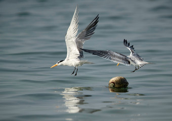 Greater Crested tern trying to occupying a resting place