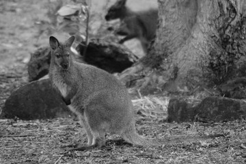 Wallaby. Marsupial. Black & white. Animal. Australia.